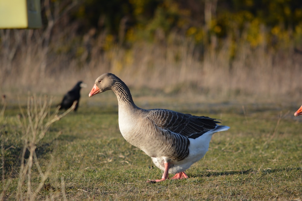 Ein paar Vögel stehen auf einem grasbedeckten Feld