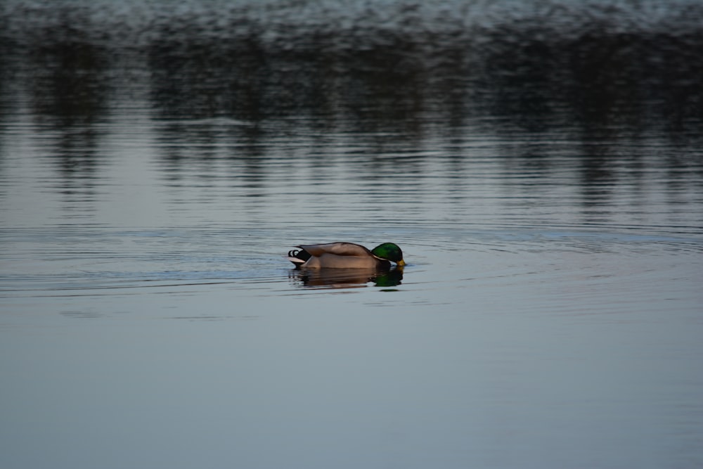 Eine Ente, die auf einem Gewässer schwimmt