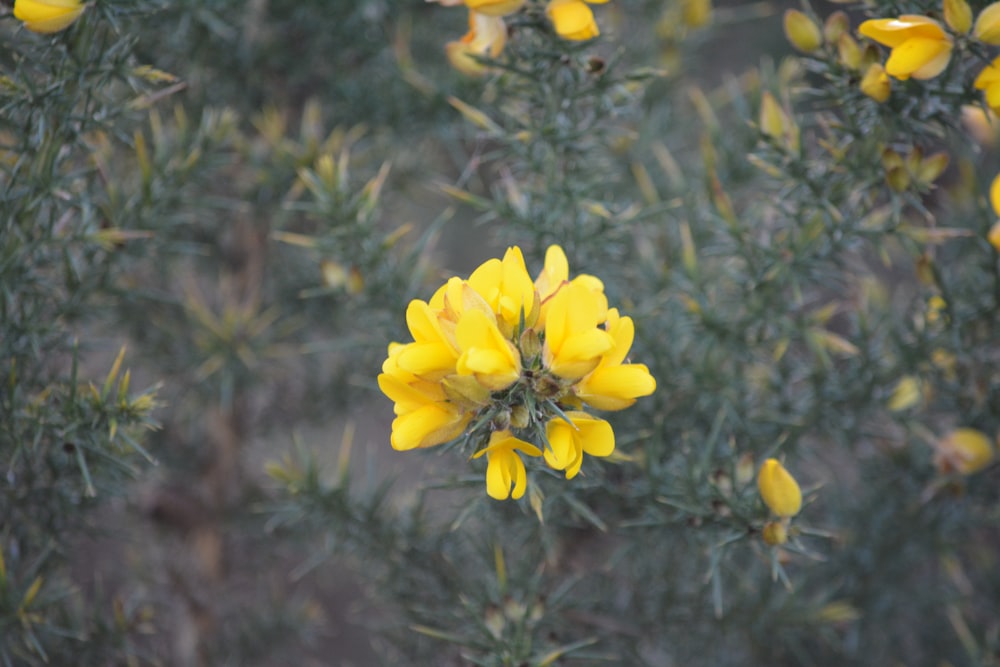 a close up of a yellow flower on a plant