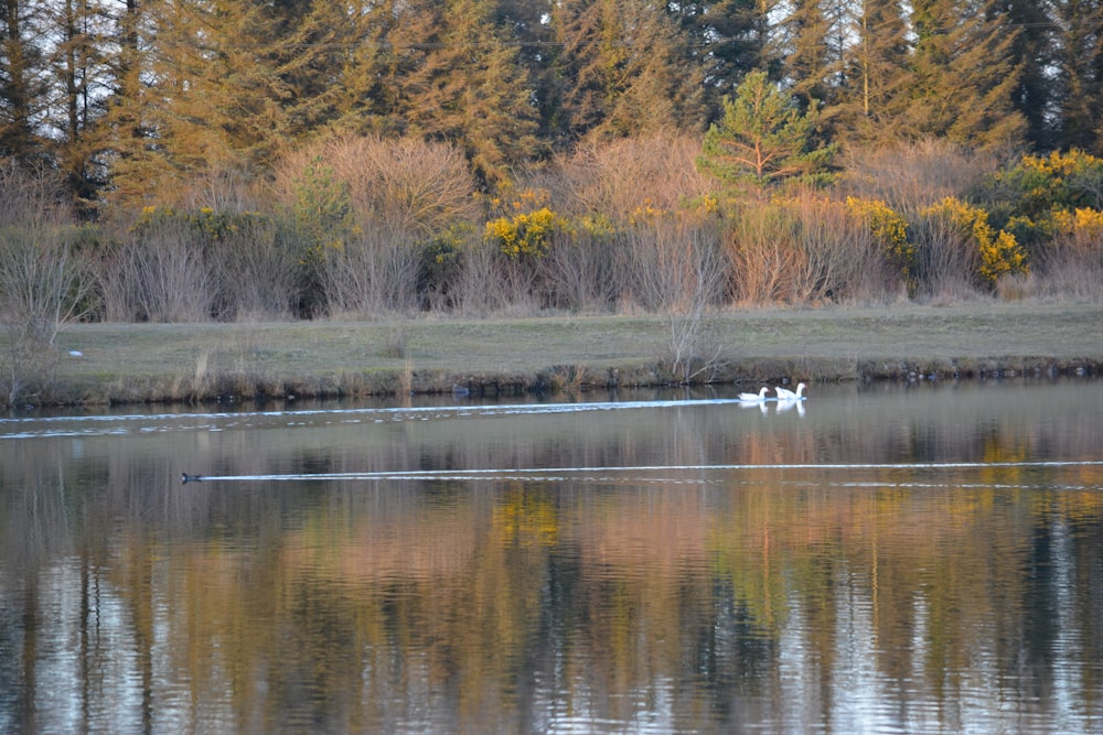 two swans swimming in a lake surrounded by trees