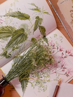 A beautifully illustrated botanical book is open to pages displaying detailed drawings of various plants, including nettles and a crown flower. In front of the book, there is a small cluster of real flowers resting on the pages. A quill or fountain pen with a dark wooden handle and a brass nib is placed on a white napkin nearby.