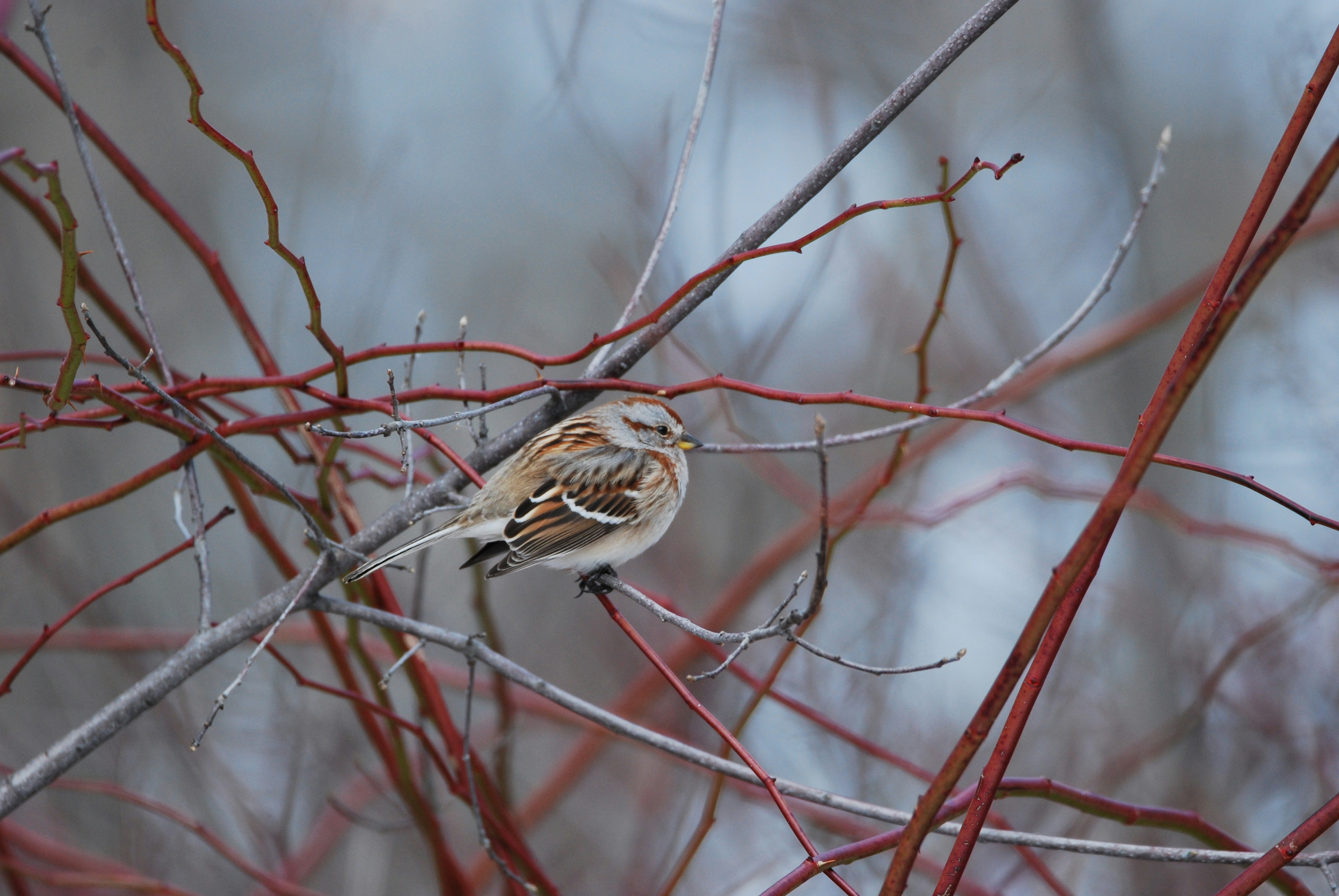 Photo by tjmbirds
