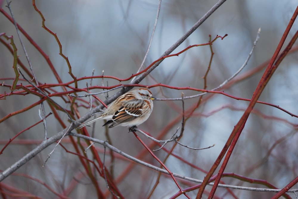 a small bird perched on a branch of a tree