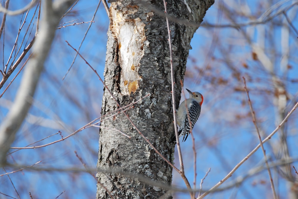 a bird perched on the side of a tree