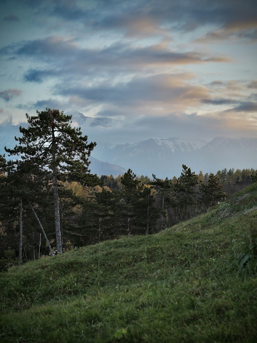 Una oveja solitaria parada en una exuberante ladera verde