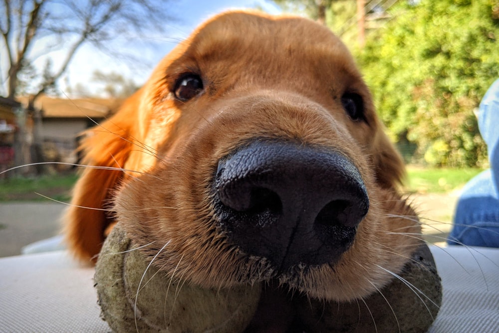 a close up of a dog's nose and nose