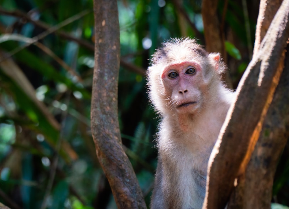 a small white monkey sitting in a tree