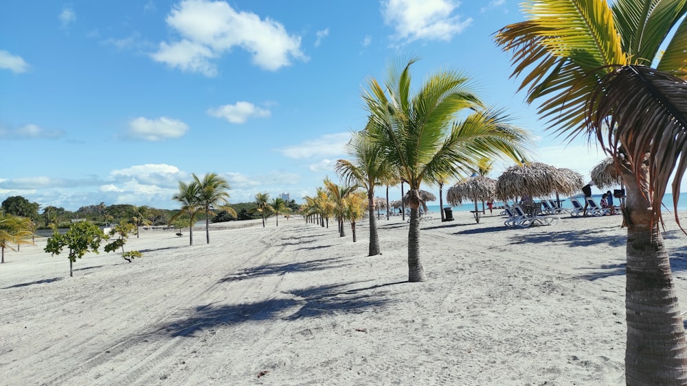 a sandy beach with palm trees and chairs