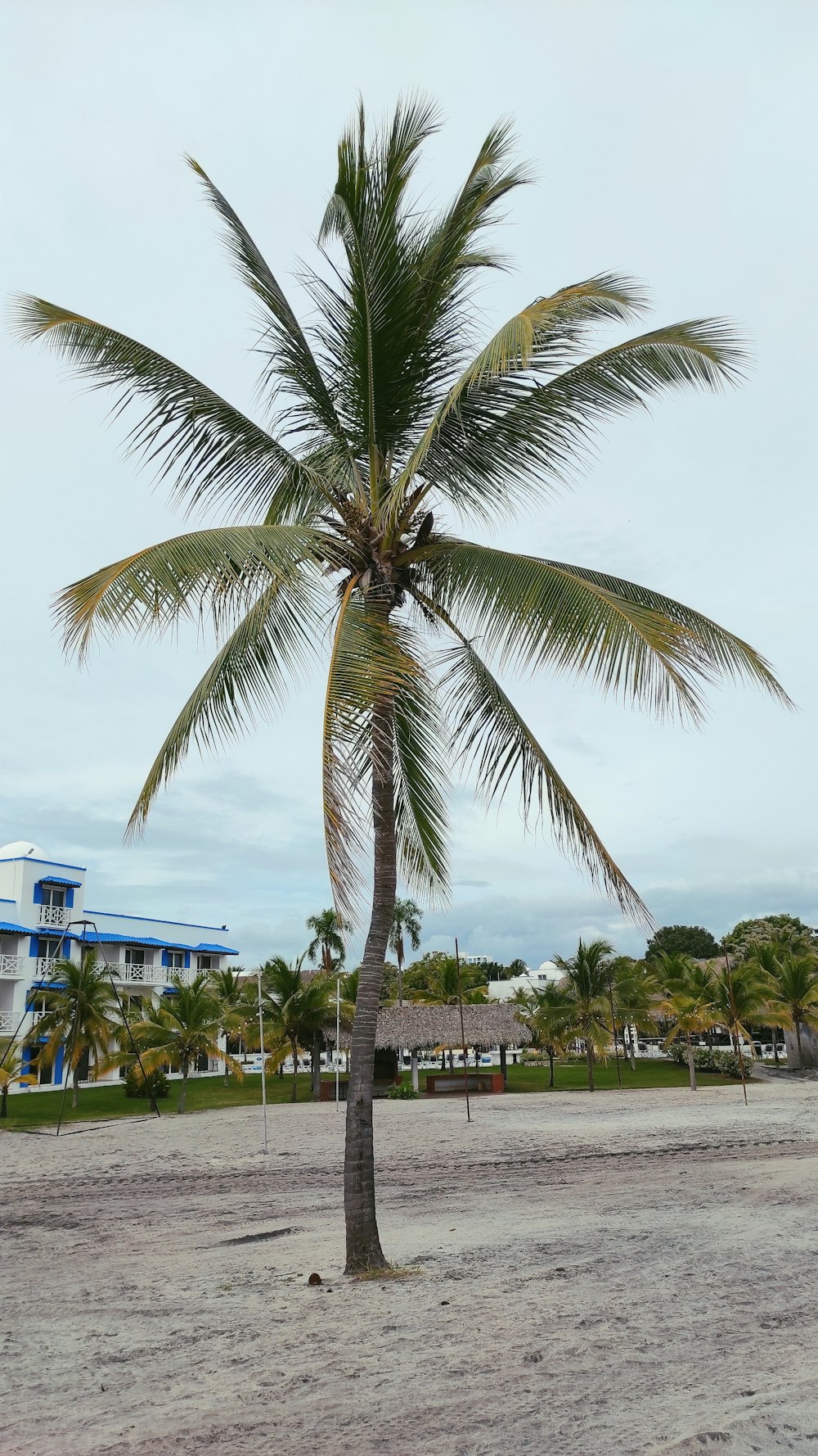 a palm tree on a beach with a building in the background