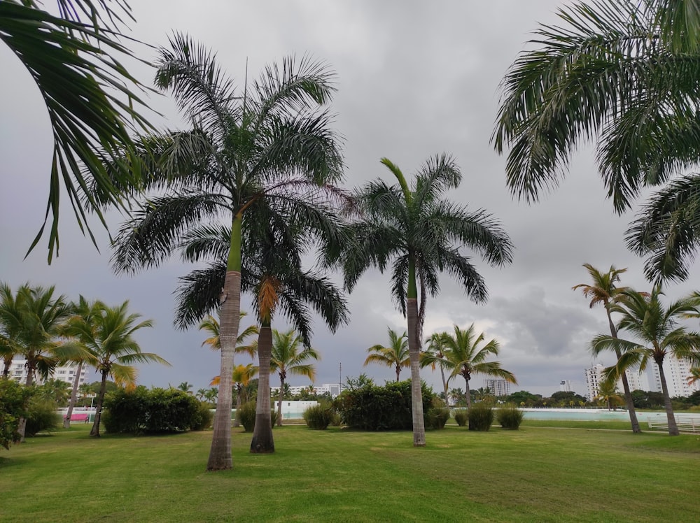 a grassy area with palm trees and a body of water in the background