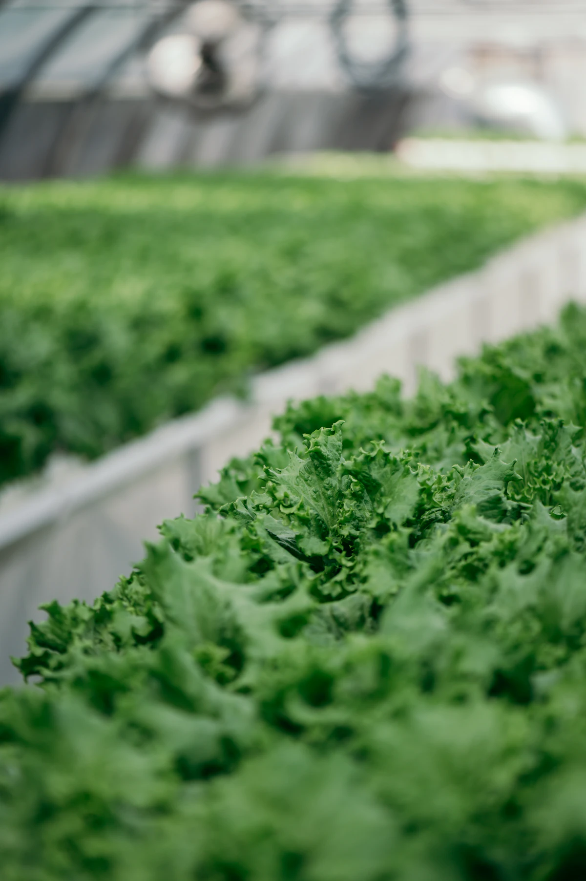 MyFarmksa — hydroponic farming