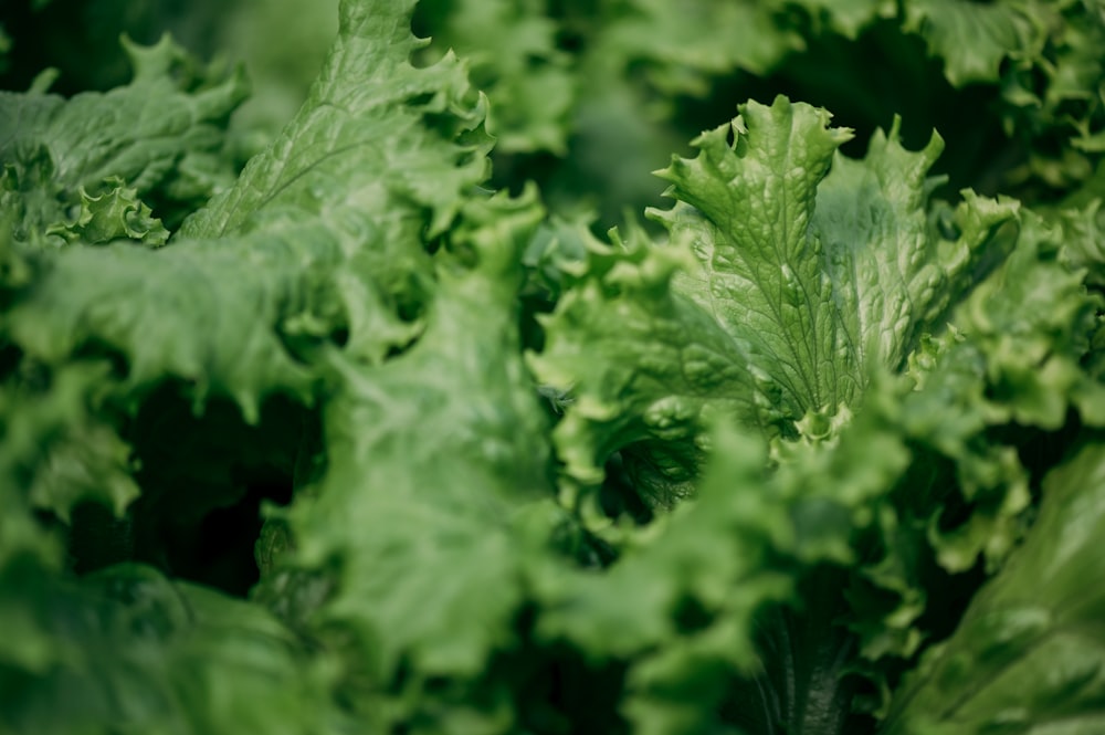 a close up of a bunch of green leafy vegetables