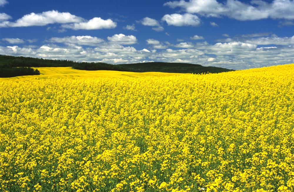 a field full of yellow flowers under a blue sky