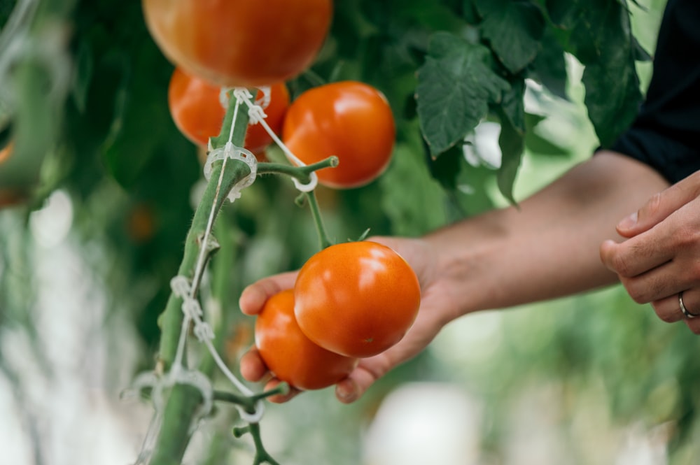 Eine Person, die Tomaten von einer Pflanze pflückt