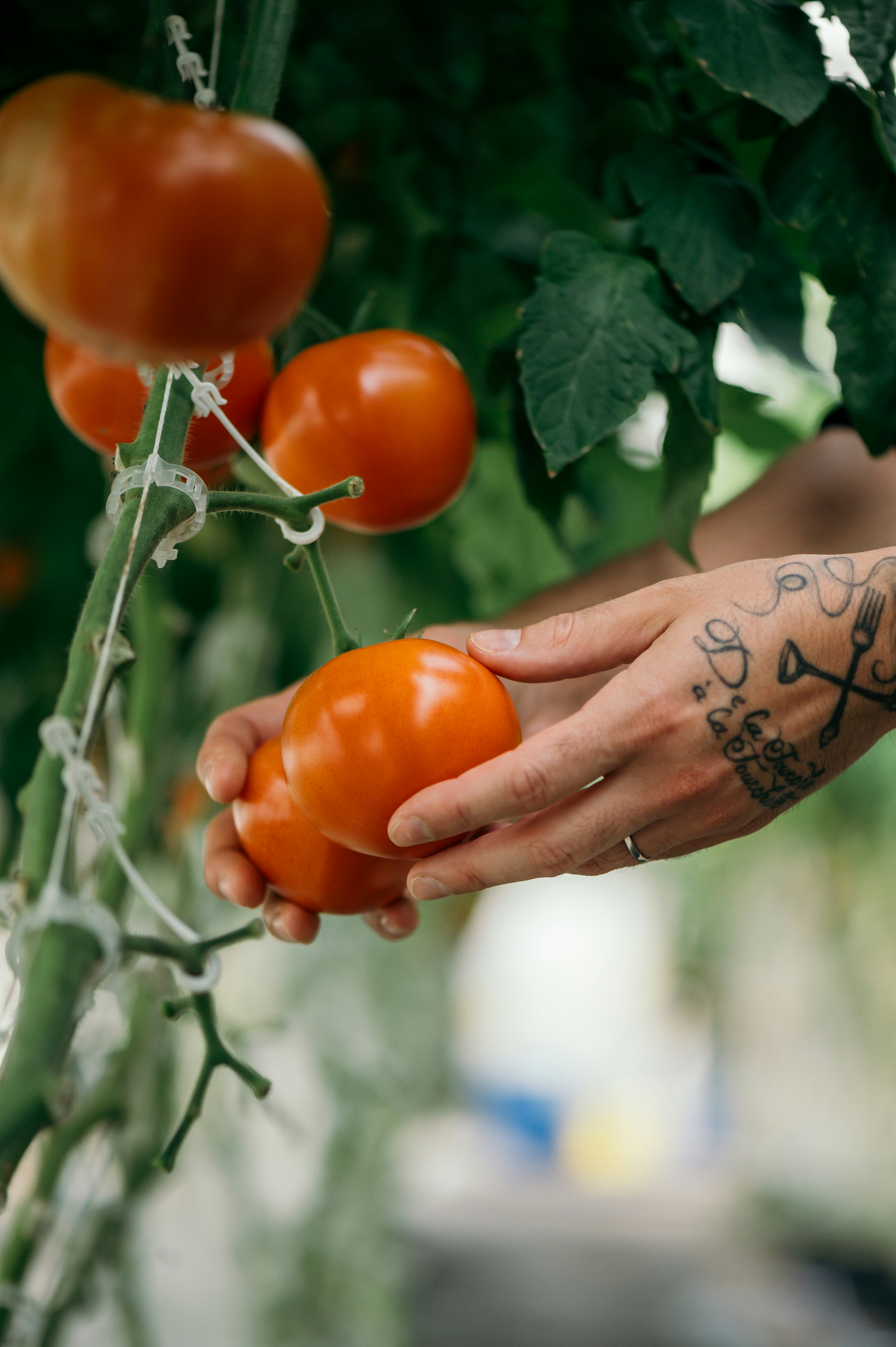 Close-up of ripe tomatoes on the vine