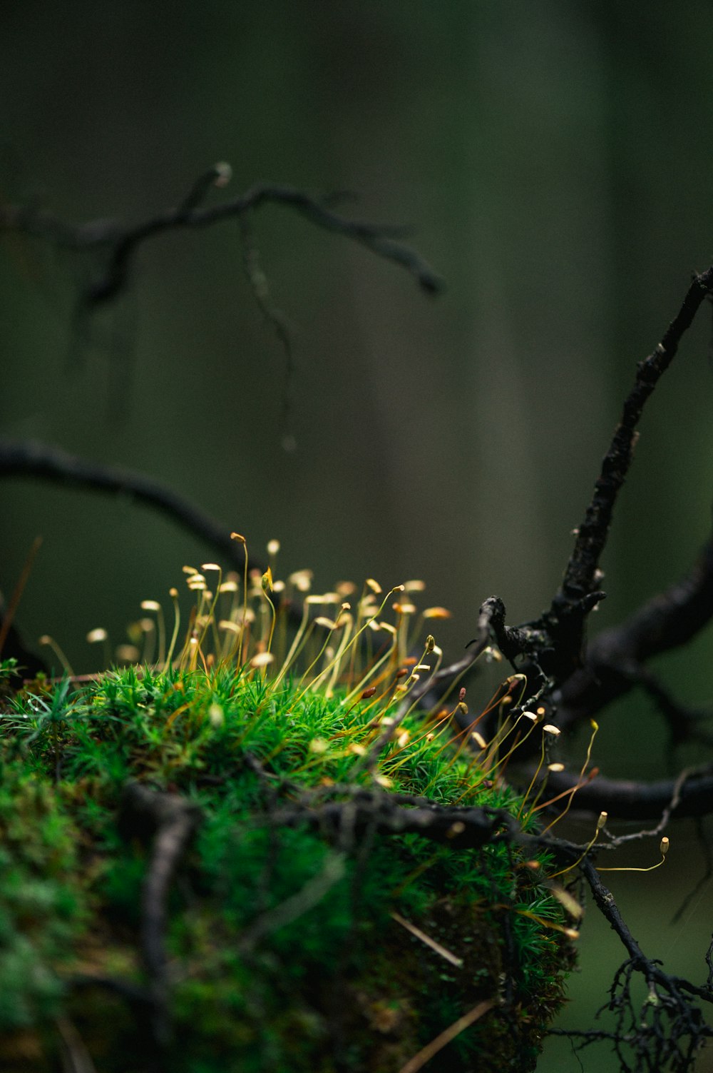 Moos wächst auf einem Ast im Wald