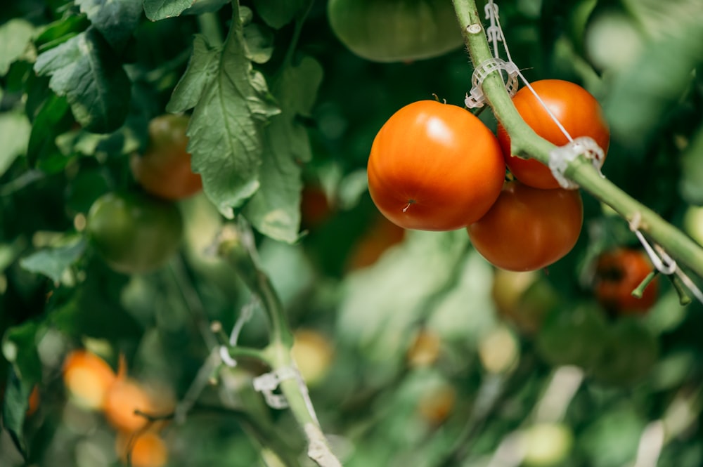 ein Strauß Tomaten, die auf einem Baum wachsen