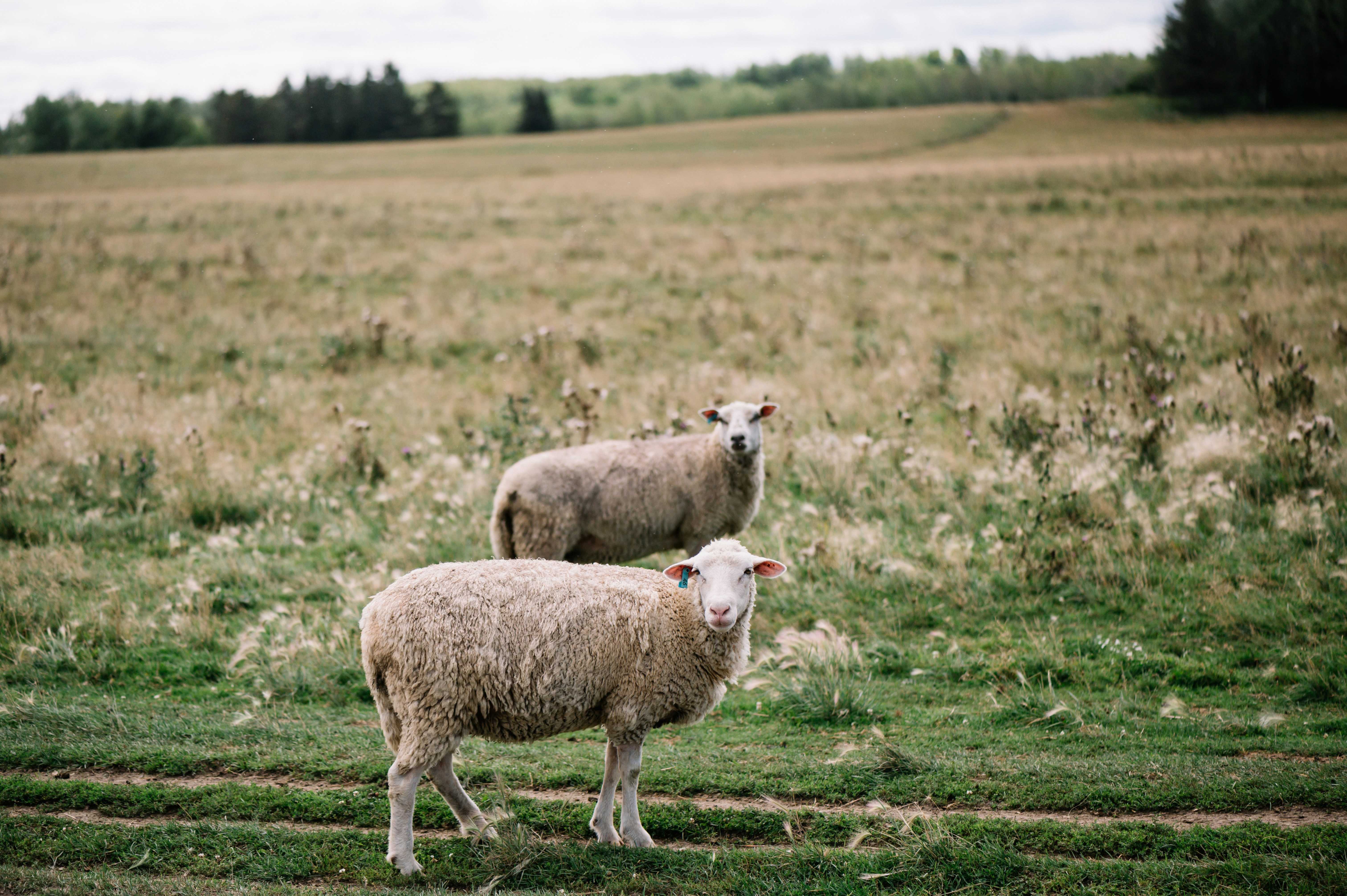 a couple of sheep standing on top of a lush green field