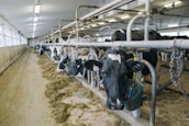 a herd of cows standing next to each other in a barn
