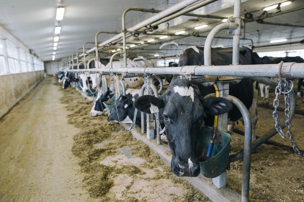 a herd of cows standing next to each other in a barn