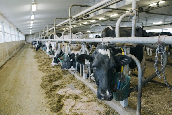 Dairy cold chain farm to processor cooperative
