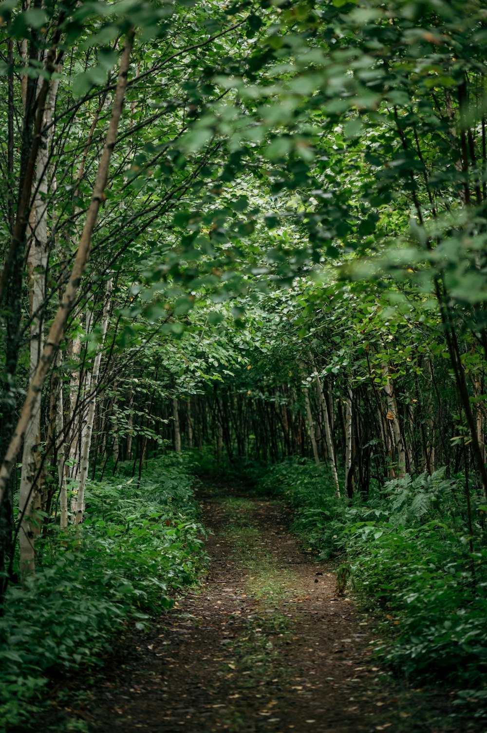 Ein Weg mitten in einem Wald mit vielen Bäumen