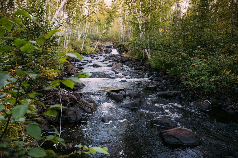 a stream running through a lush green forest