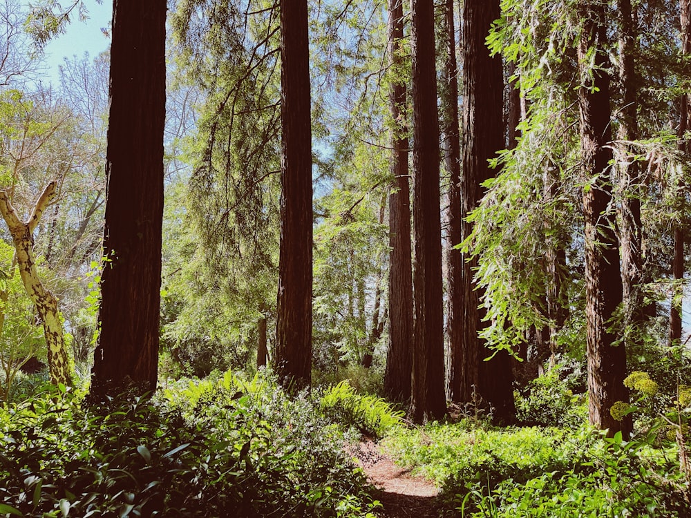 a path in the middle of a forest surrounded by tall trees