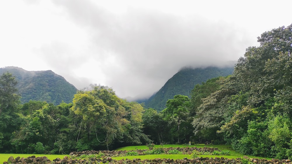 a lush green forest filled with lots of trees