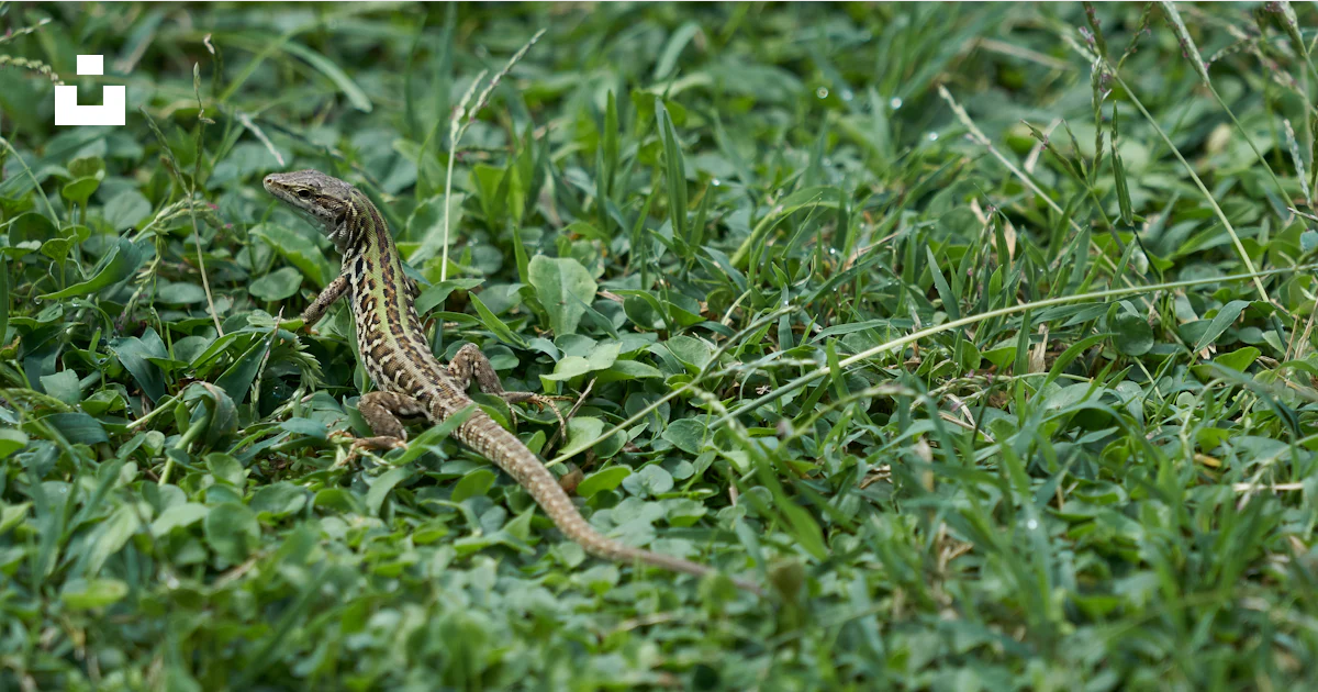 A lizard in a field of green grass photo – Free Lizard Image on Unsplash