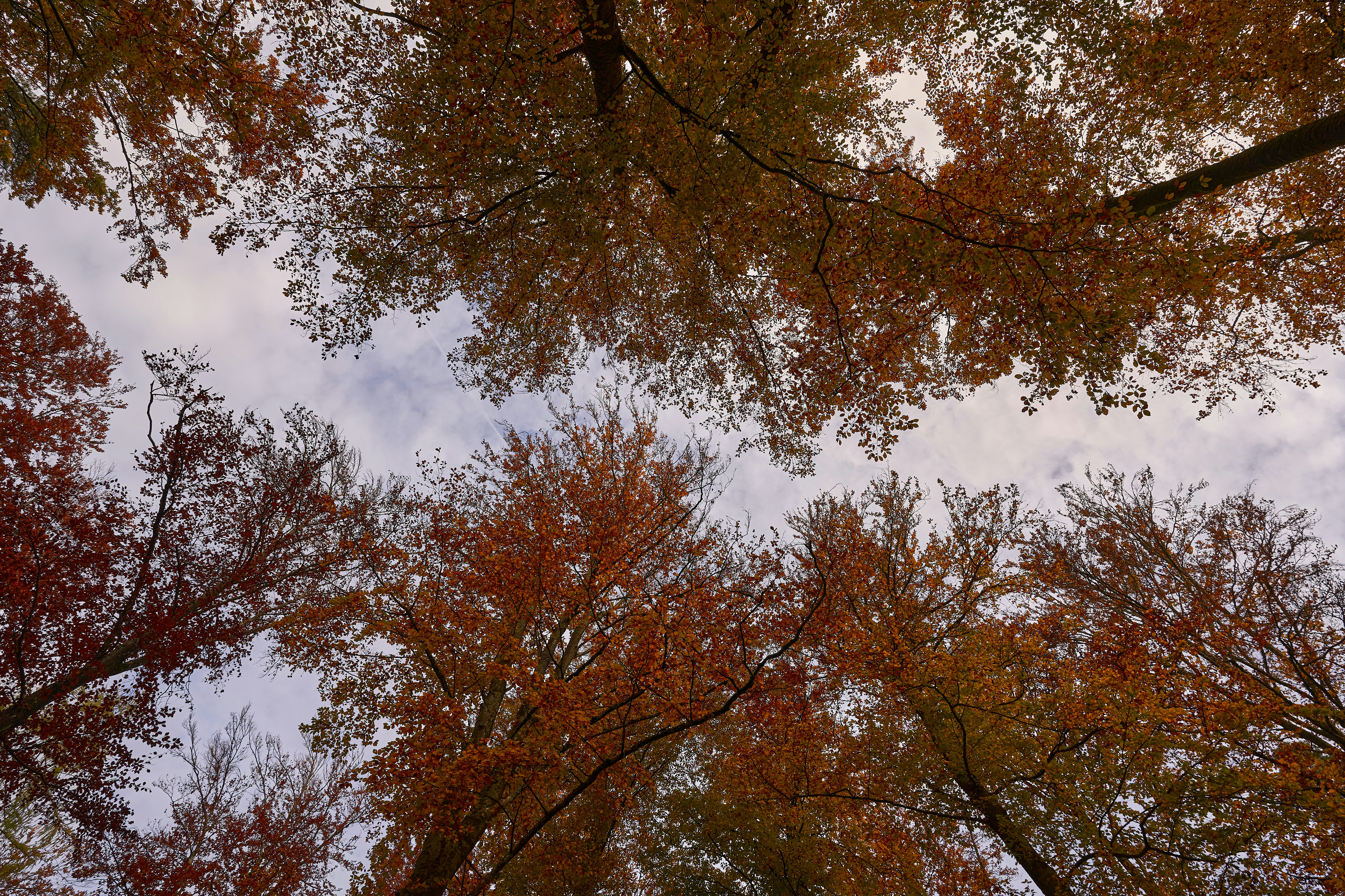 Photo by wolfgang_hasselmann