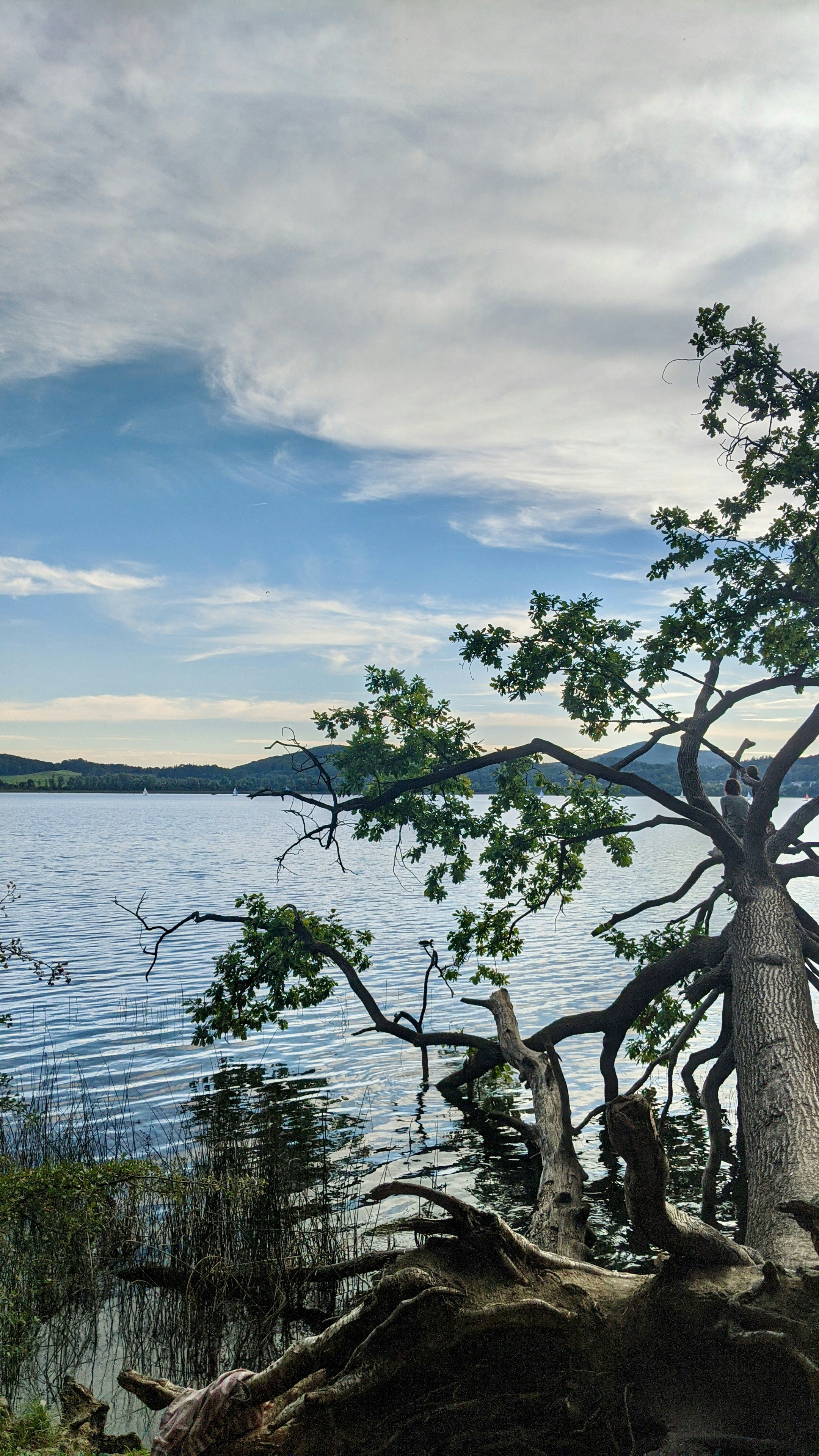 A large tree sitting on the shore of a lake photo – Free Mendig Image ...