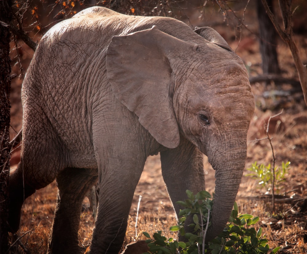 an elephant standing in a field next to a tree