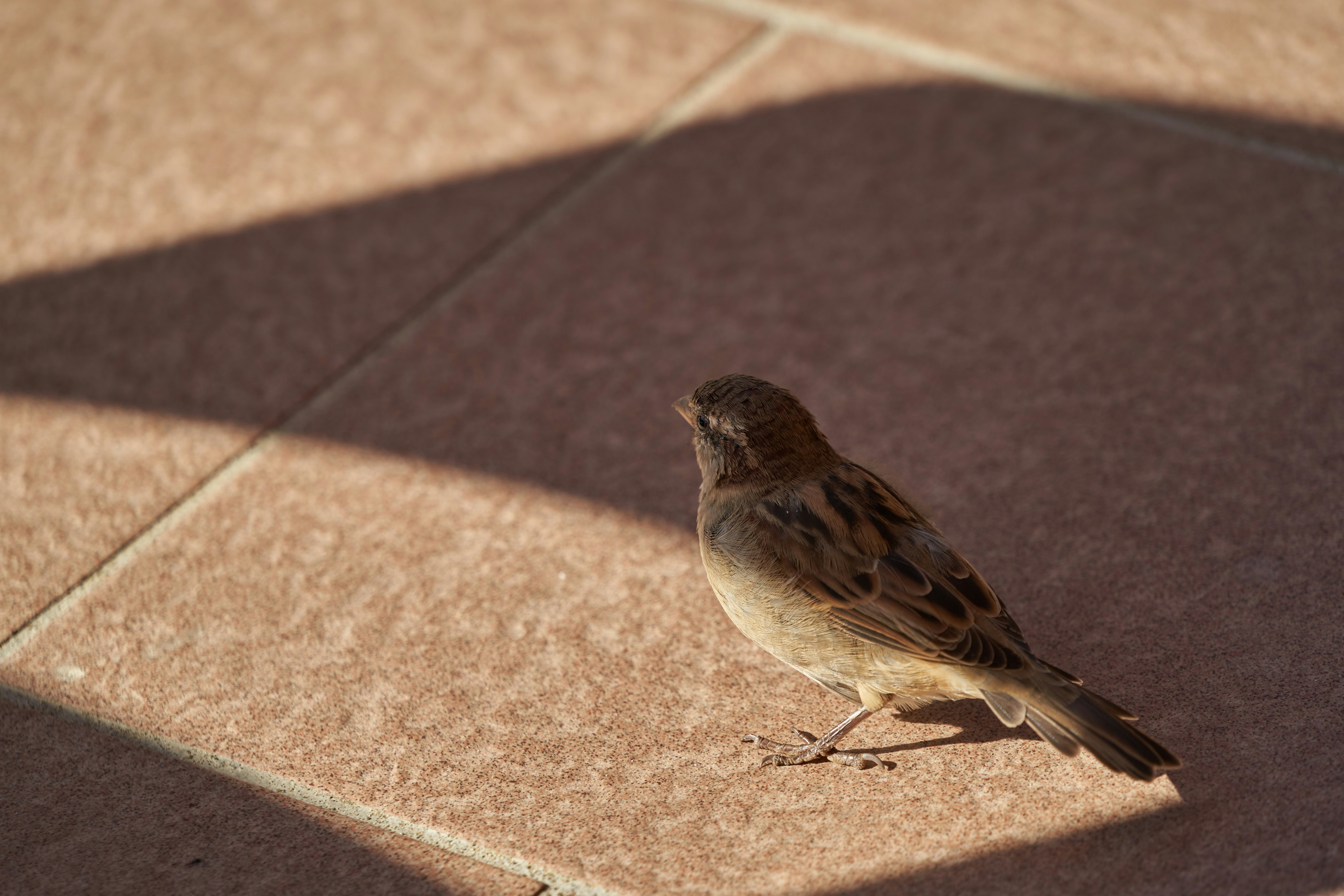 Photo by wolfgang_hasselmann