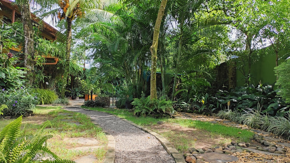 a pathway through a lush green forest filled with trees