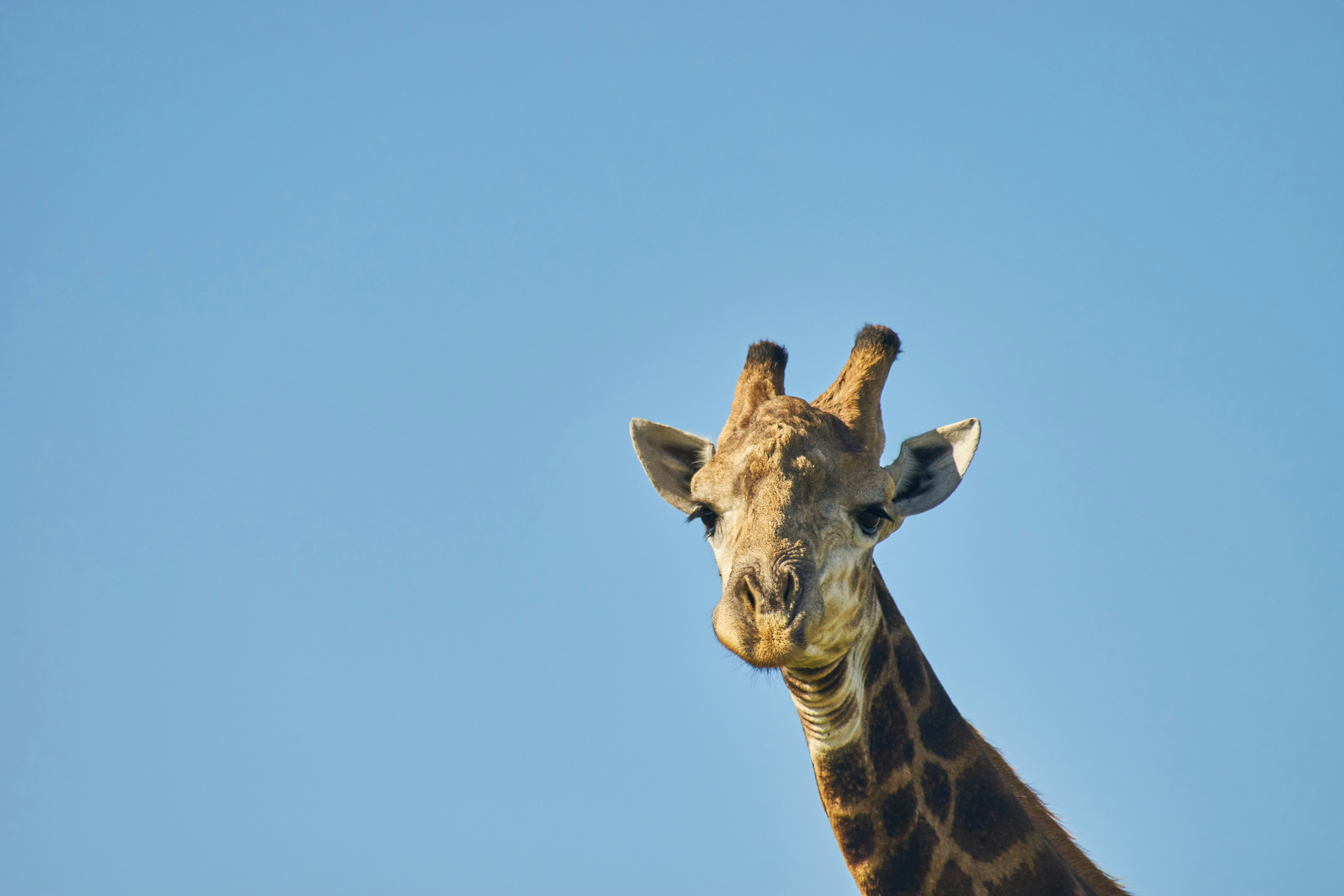 Photo by wolfgang_hasselmann