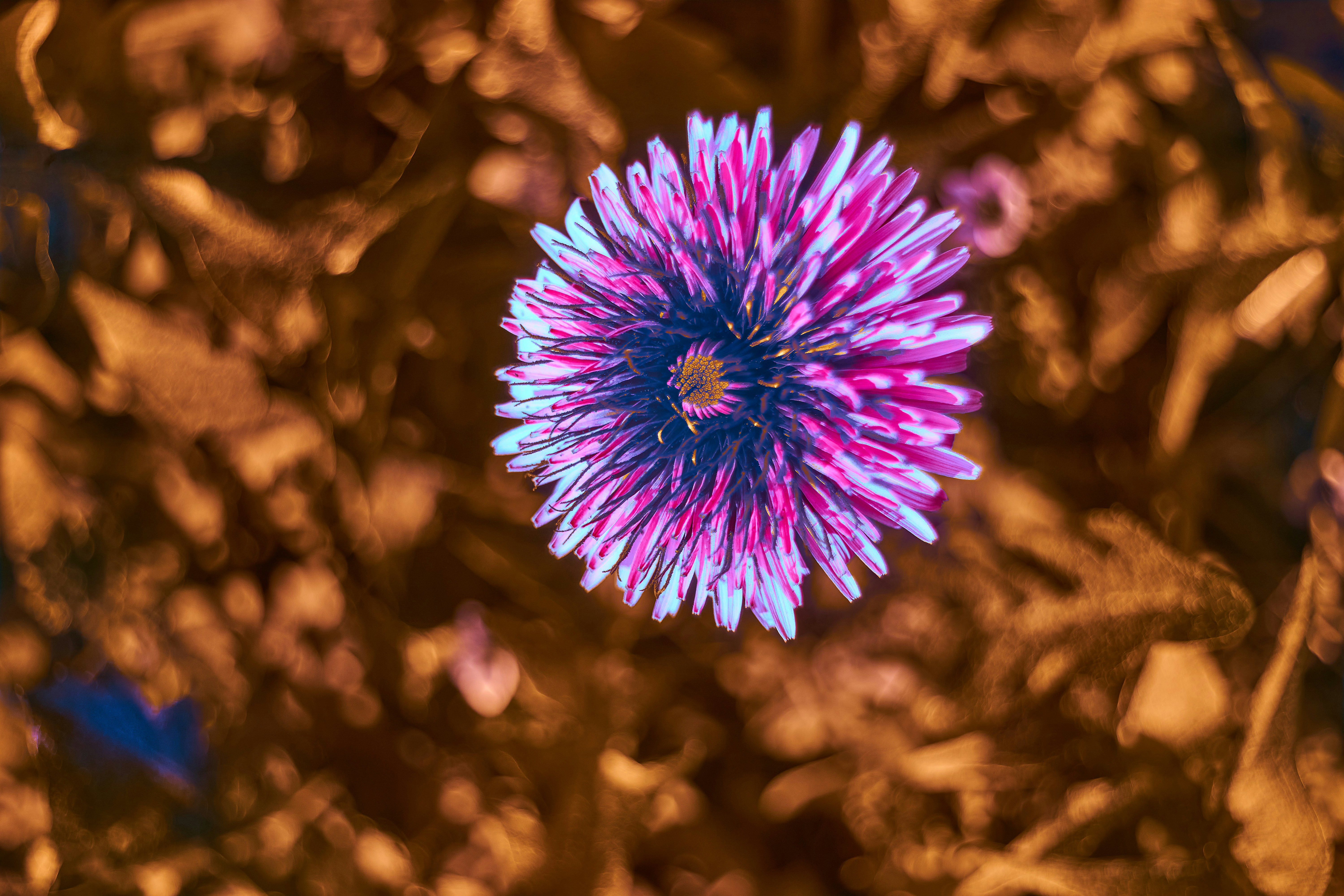 Photo by wolfgang_hasselmann