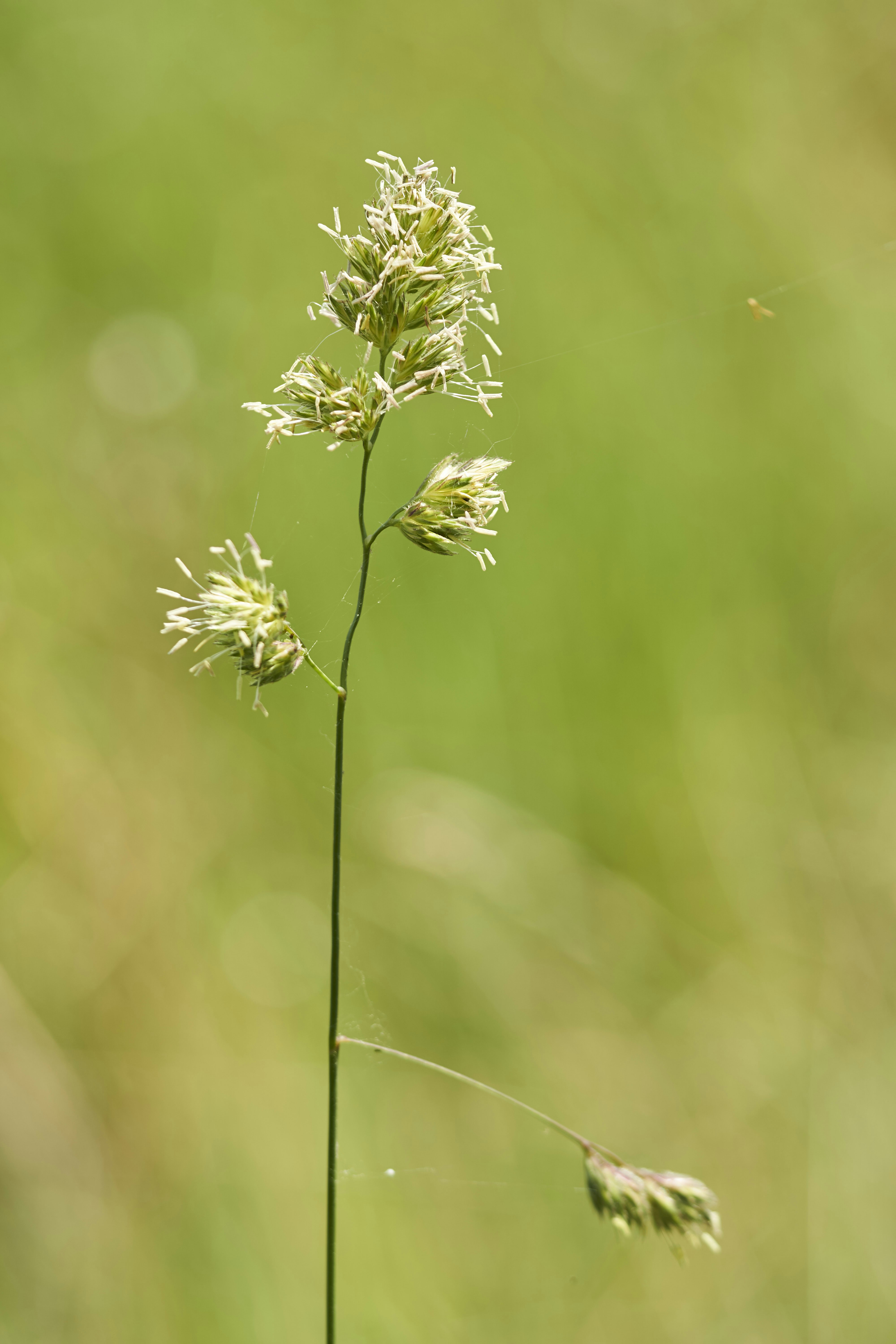 Photo by wolfgang_hasselmann