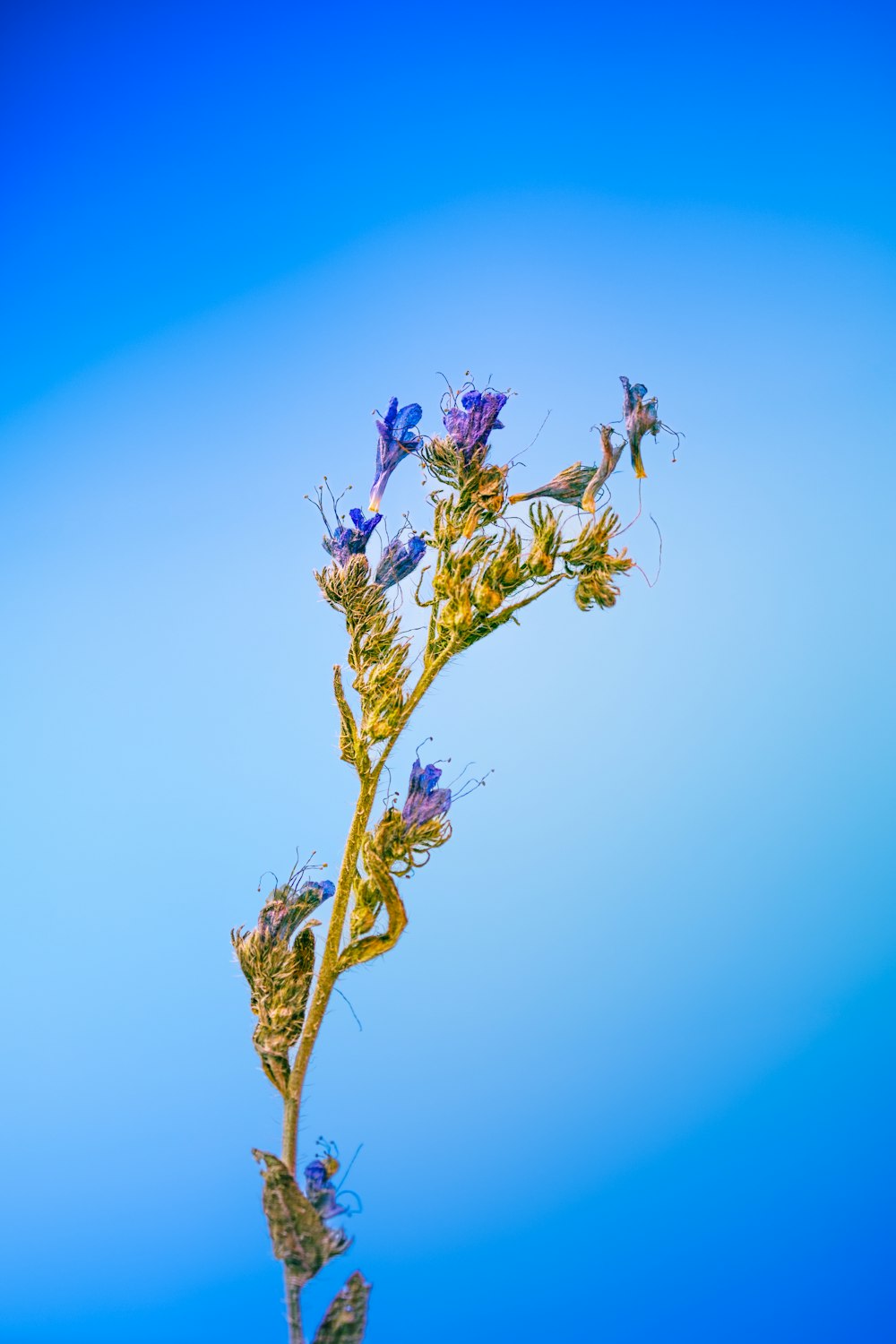 a plant with purple flowers in front of a blue sky