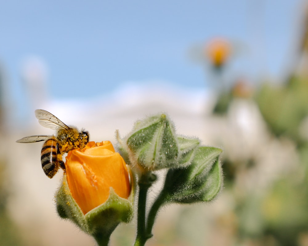 a bee sitting on top of a yellow flower