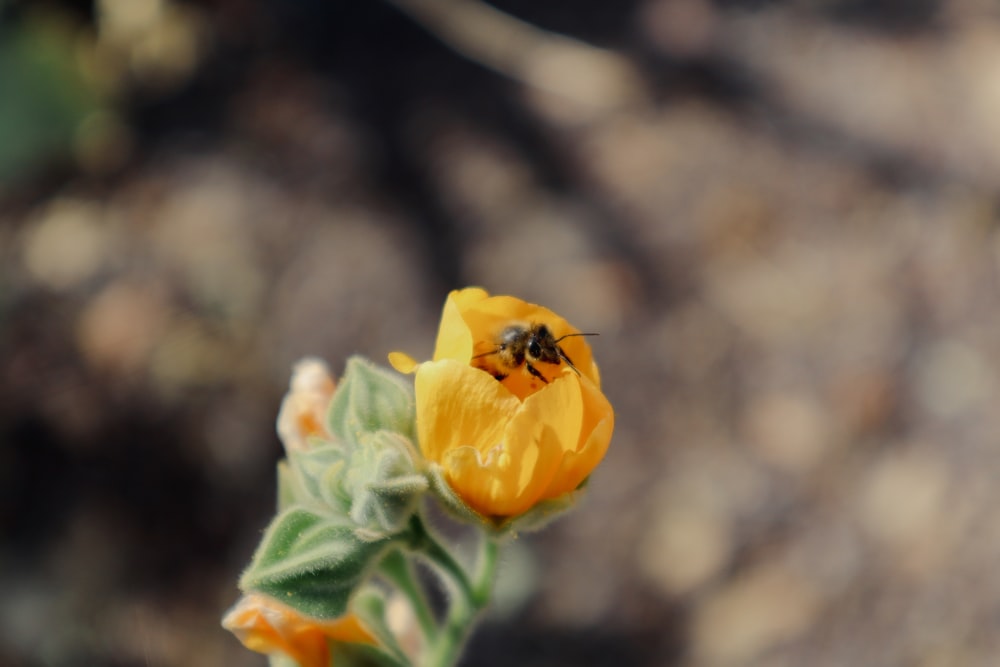 une fleur jaune avec une abeille dessus