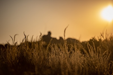 the sun is setting over a field of tall grass
