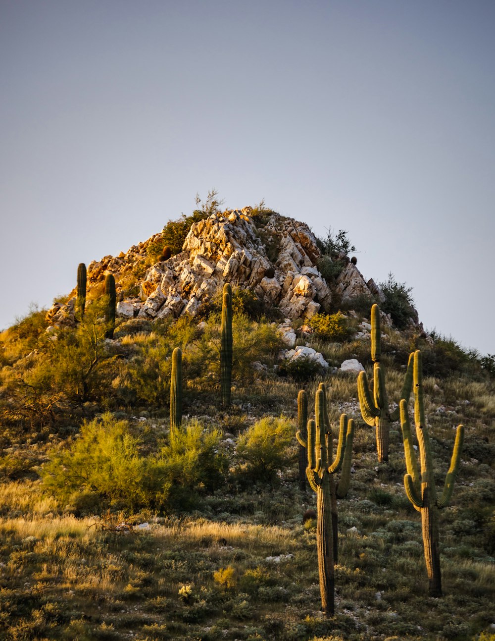 a large hill with many cacti on top of it