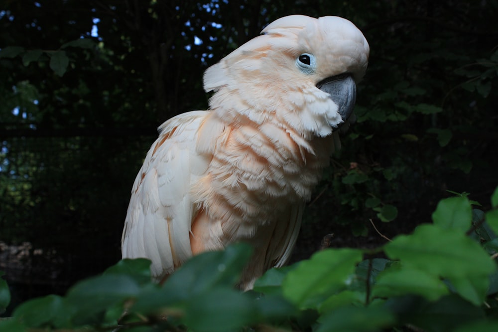 a close up of a bird on a tree branch