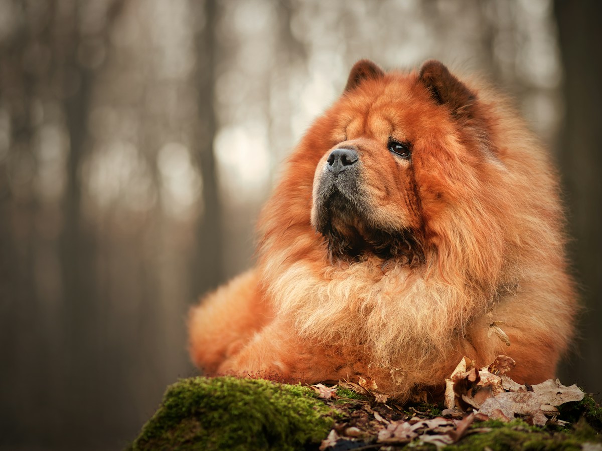 Chow Chow vermelho de pelagem longa deitado sobre um tronco com musgo na floresta