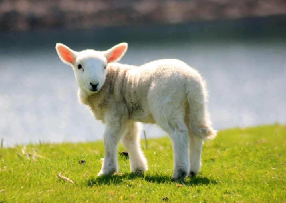 a lamb standing in a grassy field next to a body of water