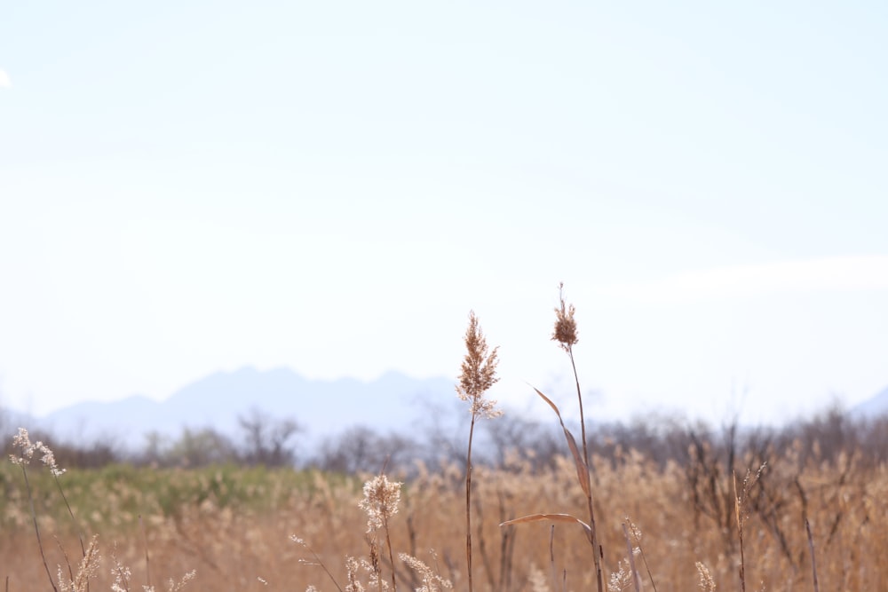 a field of tall dry grass with mountains in the background