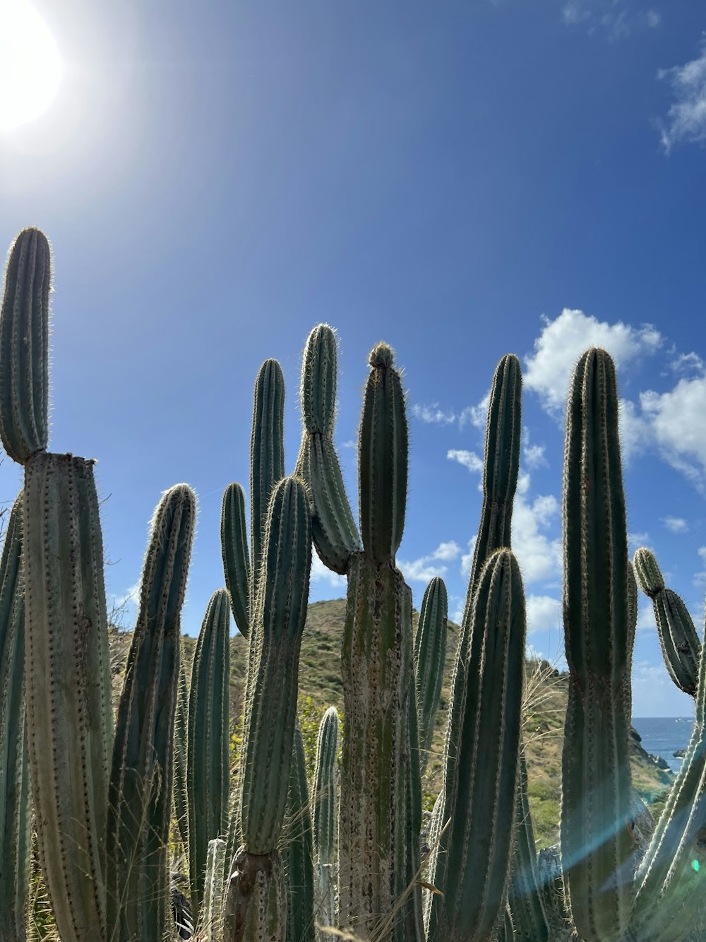 a large group of cactus plants in a field