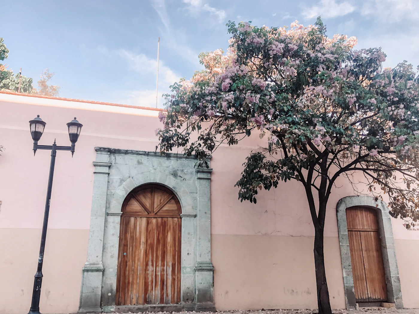 A blooming jacaranda tree with pink and lavender flowers overhanging a pink colonial wall with carved arched doorway and street lamp in Oaxaca Mexico