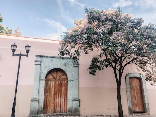 A tree in front of a pink building — Oaxaca, Mexico